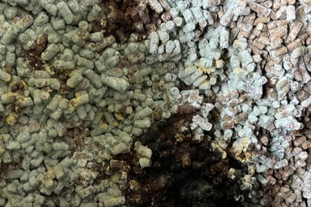 fot. Ministerstwo Finansów - Krajowa Administracja Skarbowa