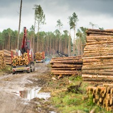 Aktualna sytuacja w lasach. Kilka ważnych informacji od Nadleśnictwa