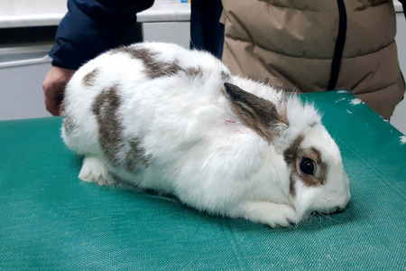 fot. Straż Miejska Nakło nad Notecią